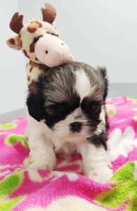 Lila