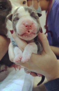 dog-bebe