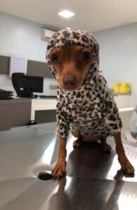 dog-frio